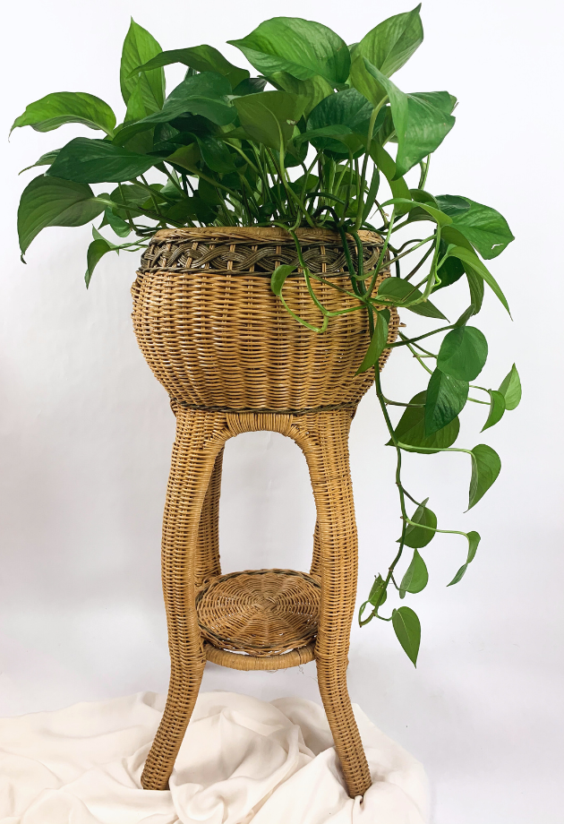 Pothos (Epipremnum aureum) 